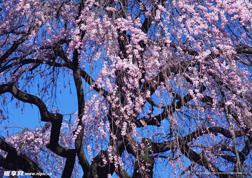 樱花