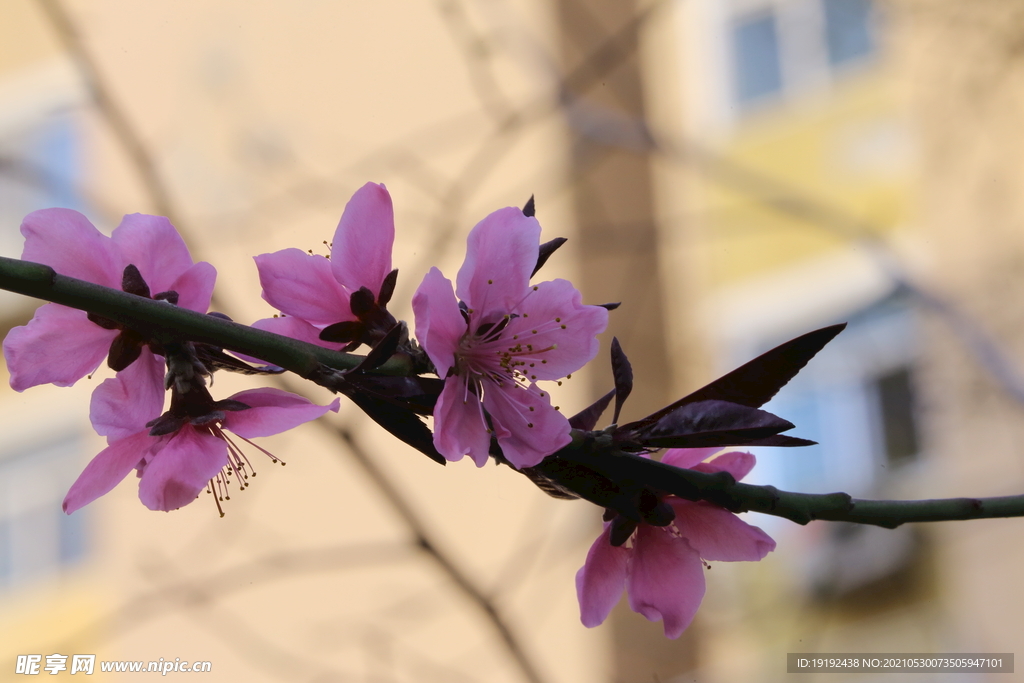 桃花 