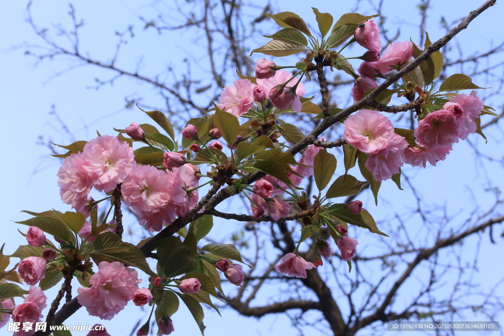 关山樱