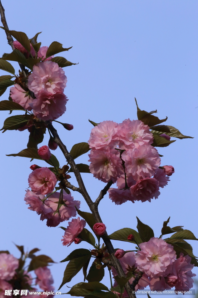 关山樱 