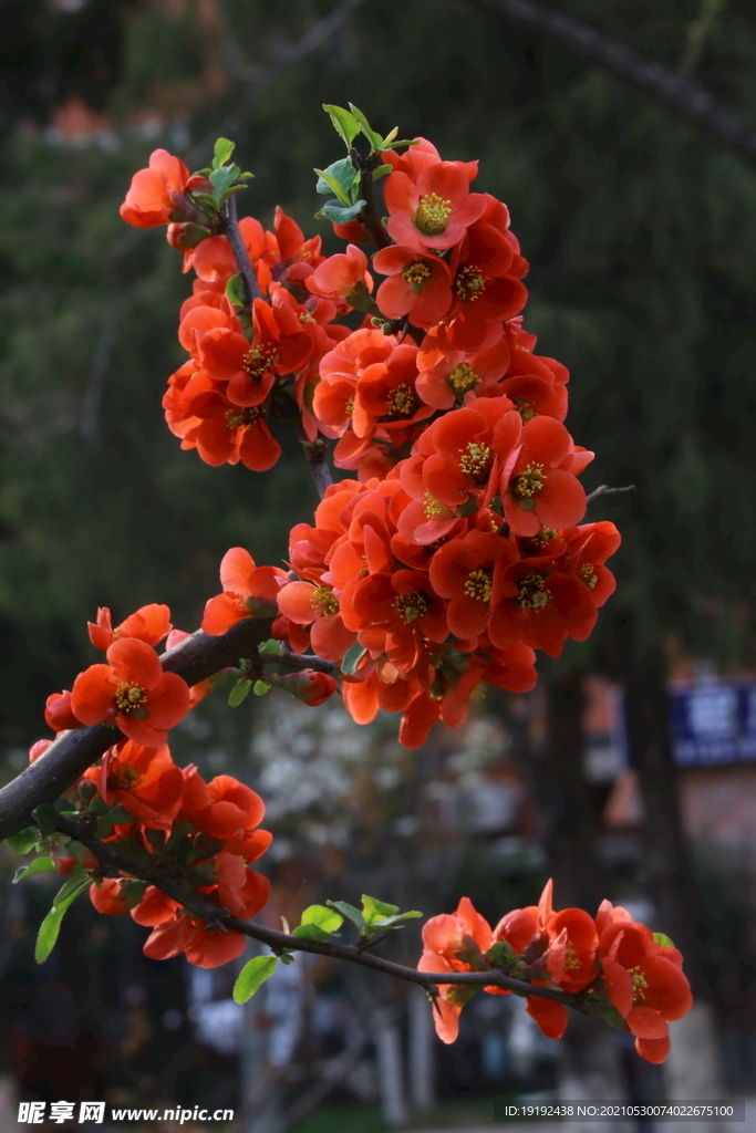 贴梗海棠花