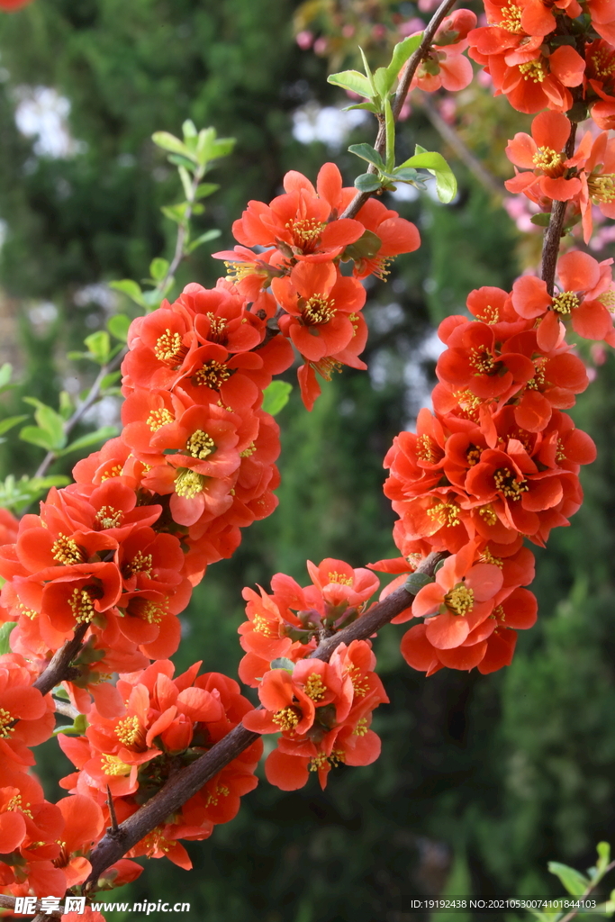 贴梗海棠花 