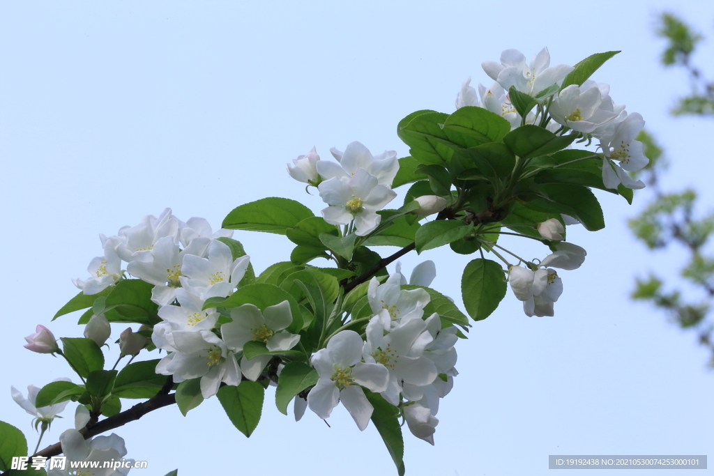 海棠花