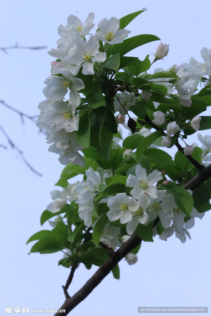 海棠花