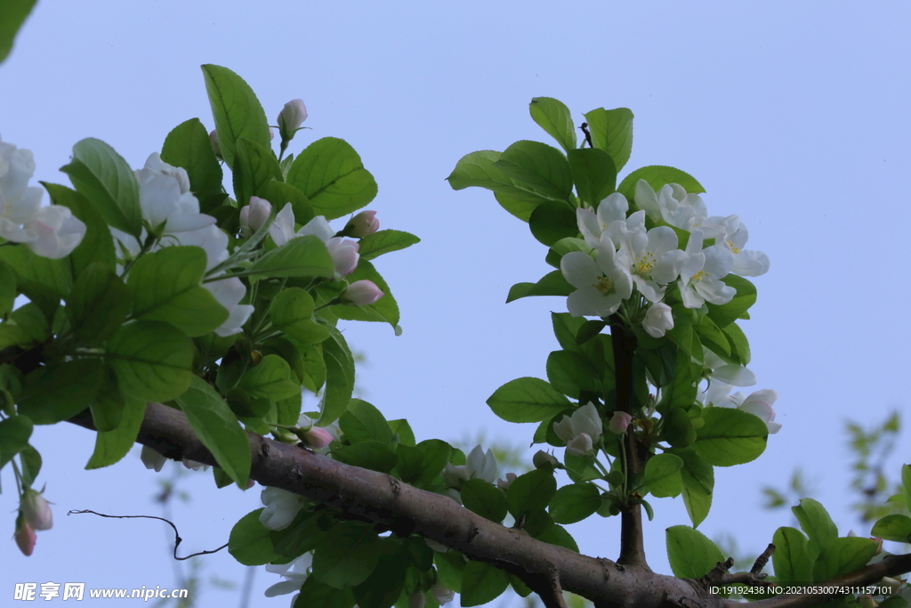 海棠花