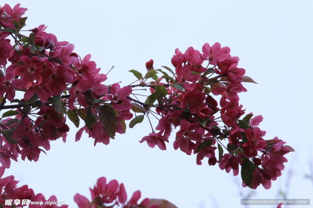 海棠花 