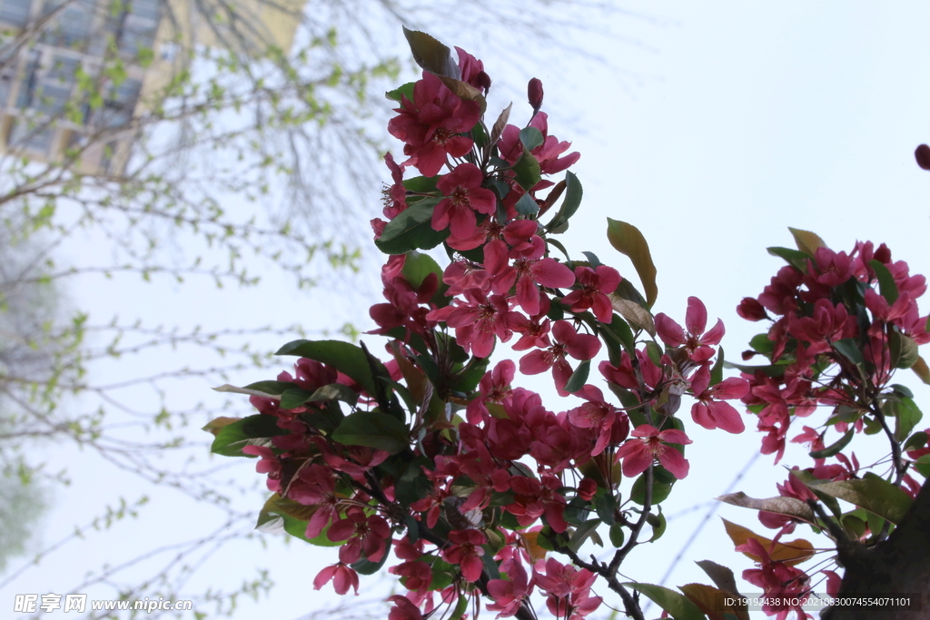 海棠花 