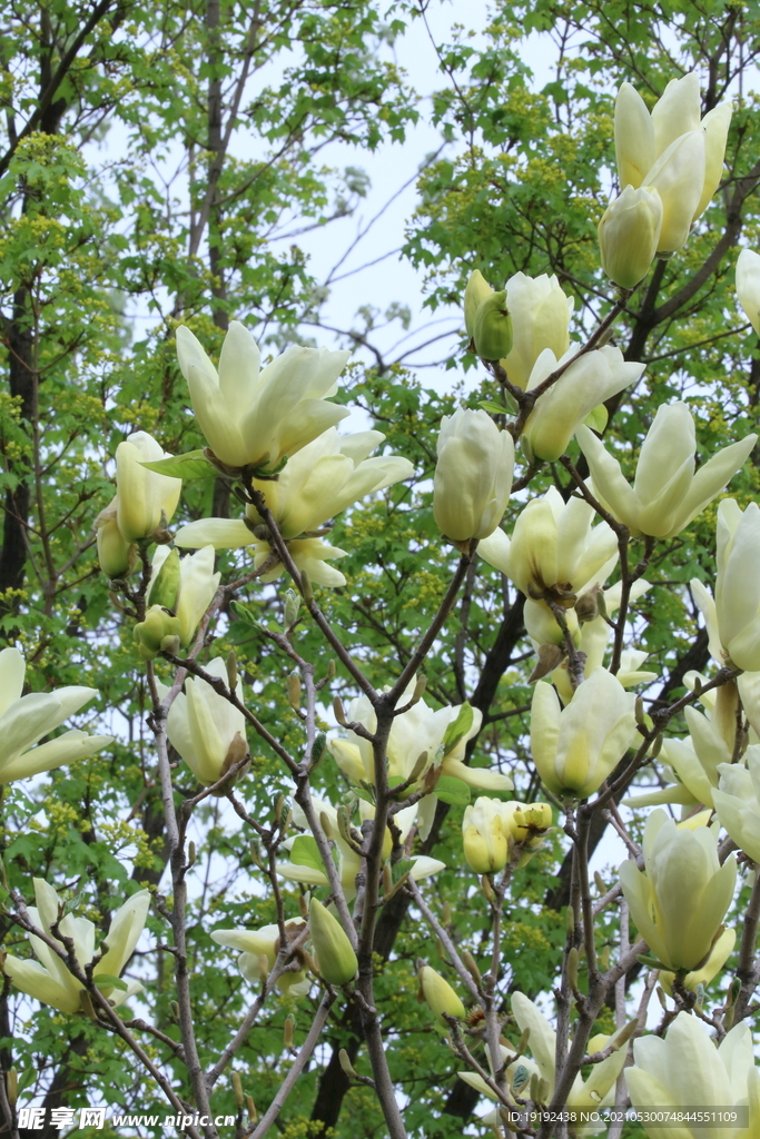 玉兰花