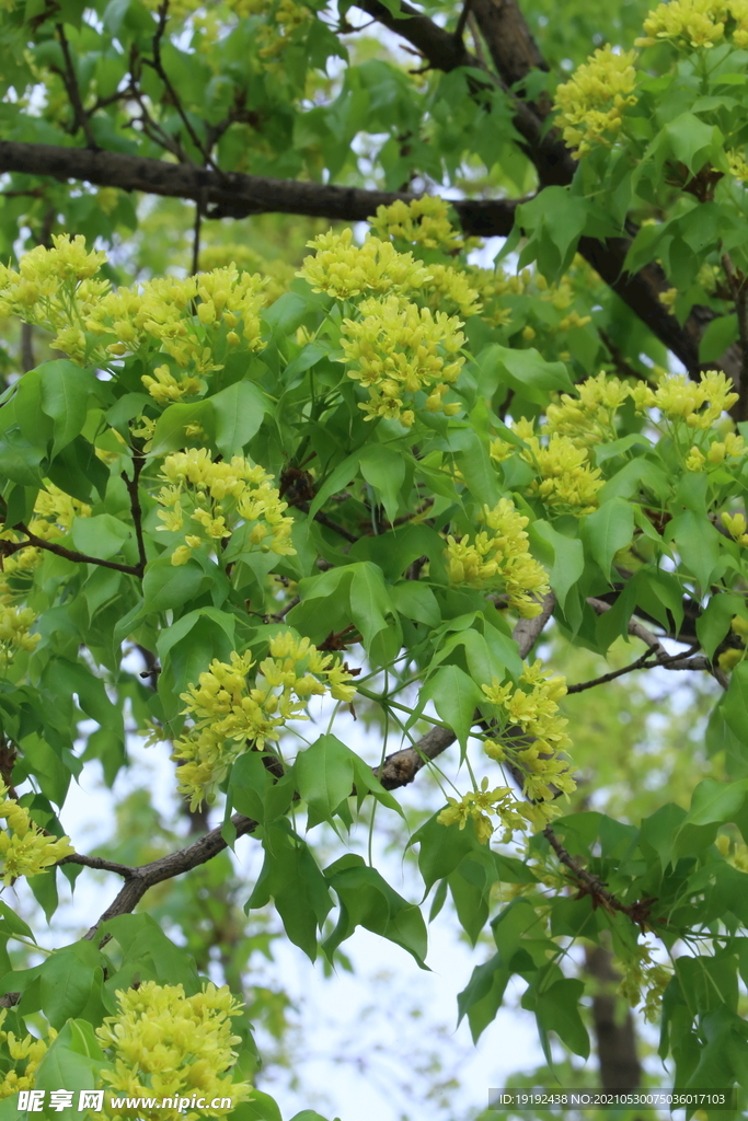 枫树花 