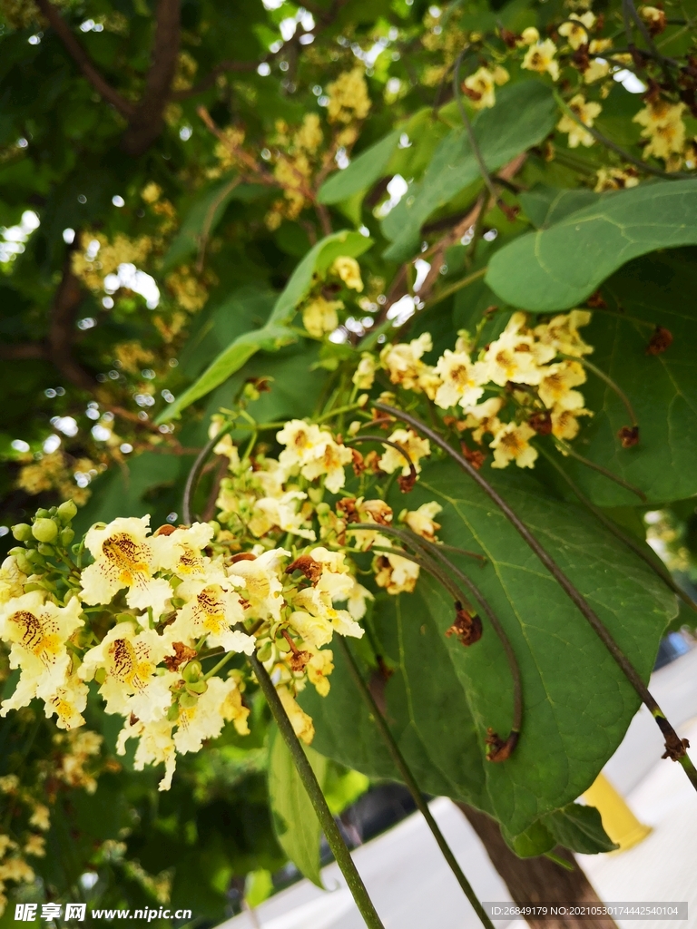 花