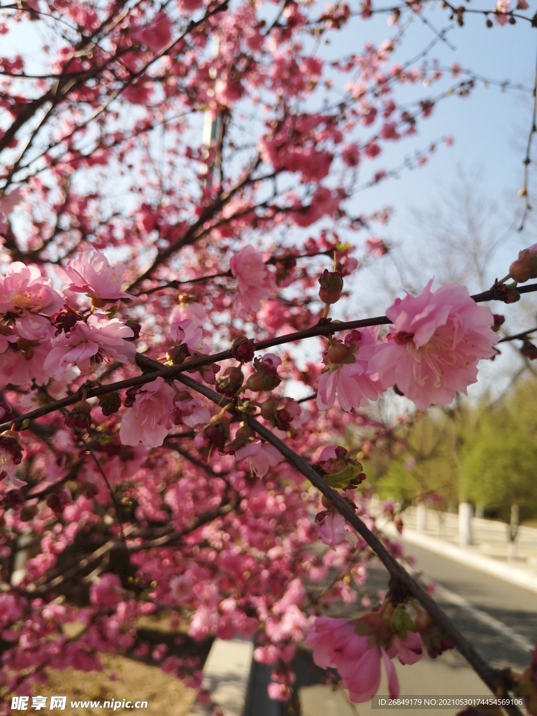 桃花朵朵开