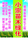 苗木绿化