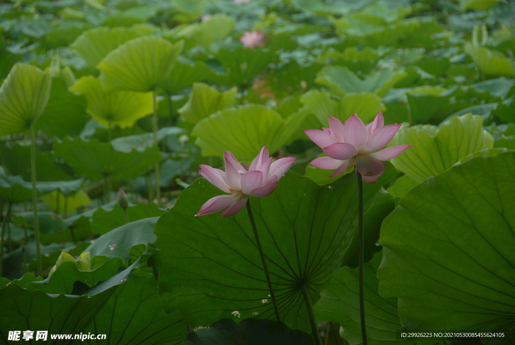 深圳洪湖公园荷花