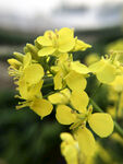 油菜花