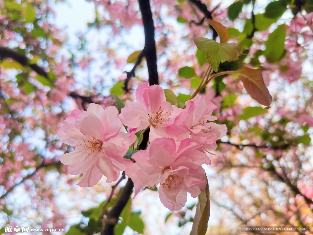 樱花