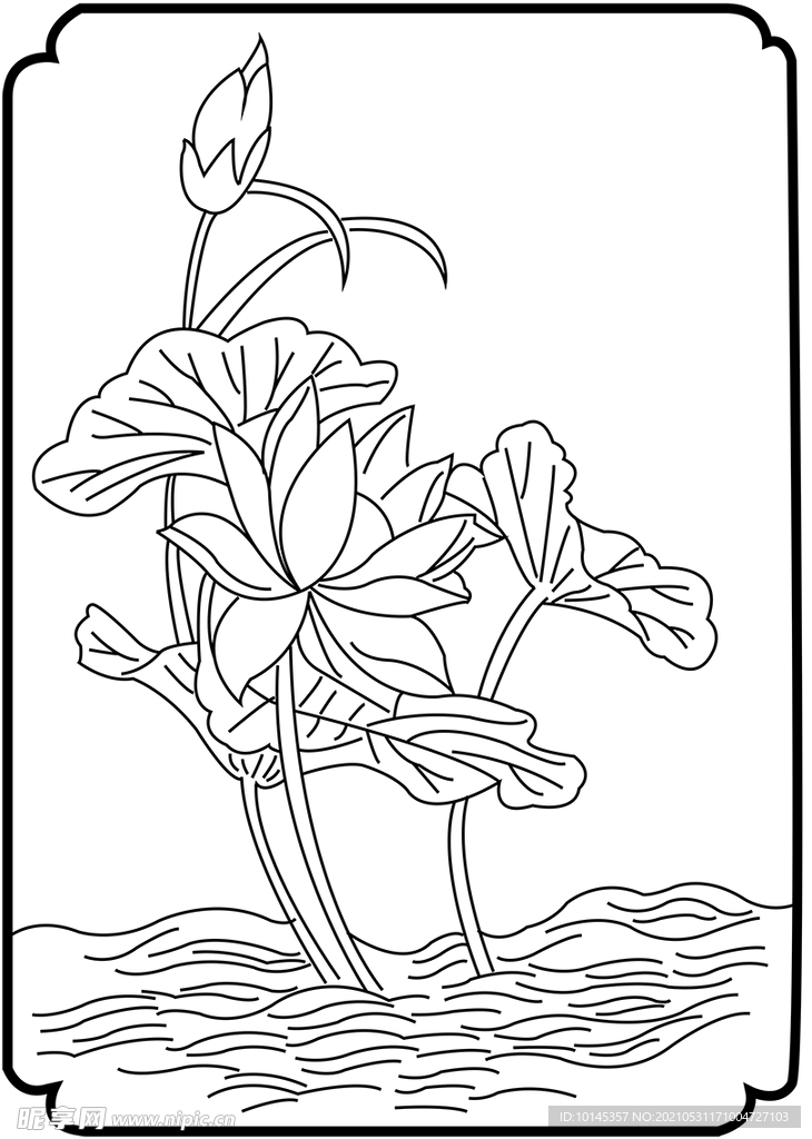 荷花