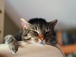 猫              