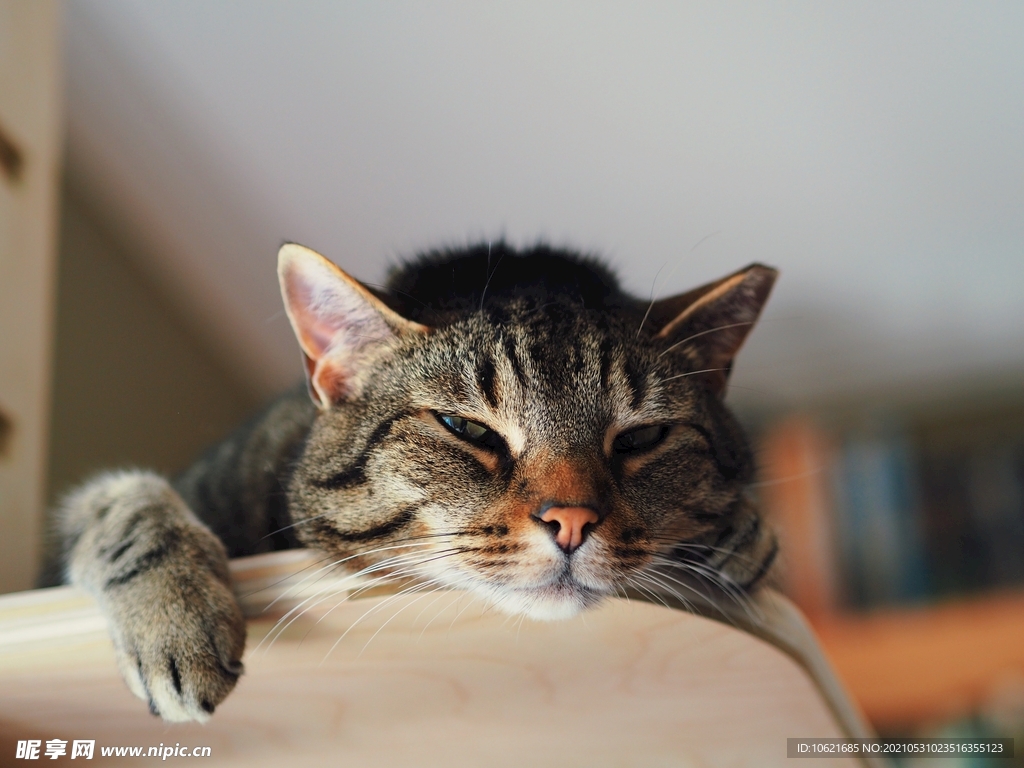 猫              