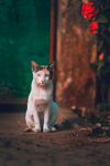 猫              