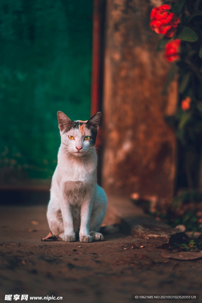 猫              