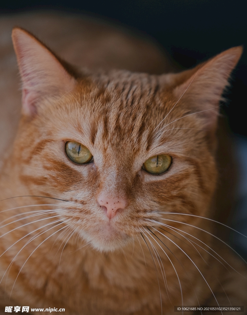猫              