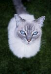 猫              