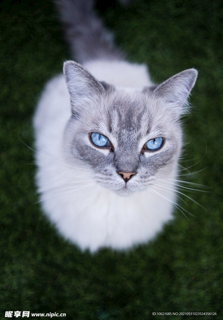 猫              