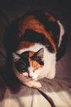 猫              