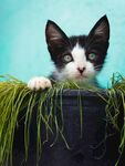 猫              