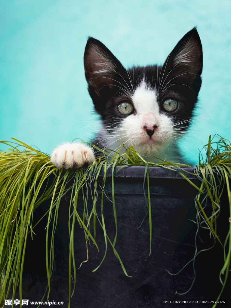 猫              