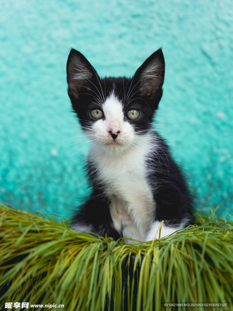 猫              