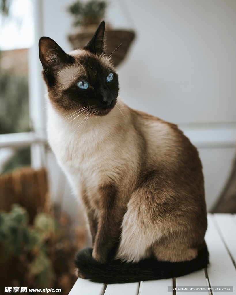 猫              