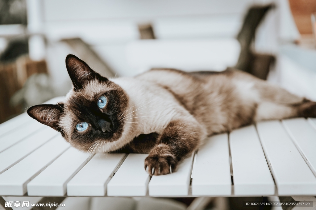 猫              