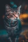 猫              
