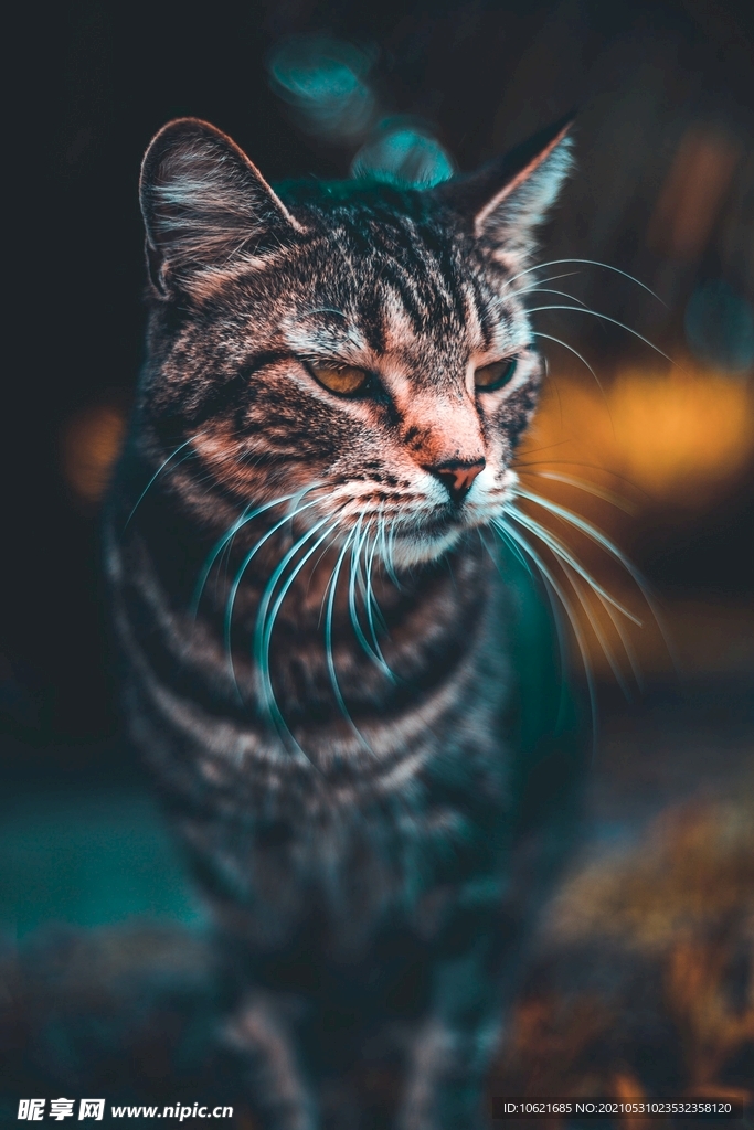 猫              