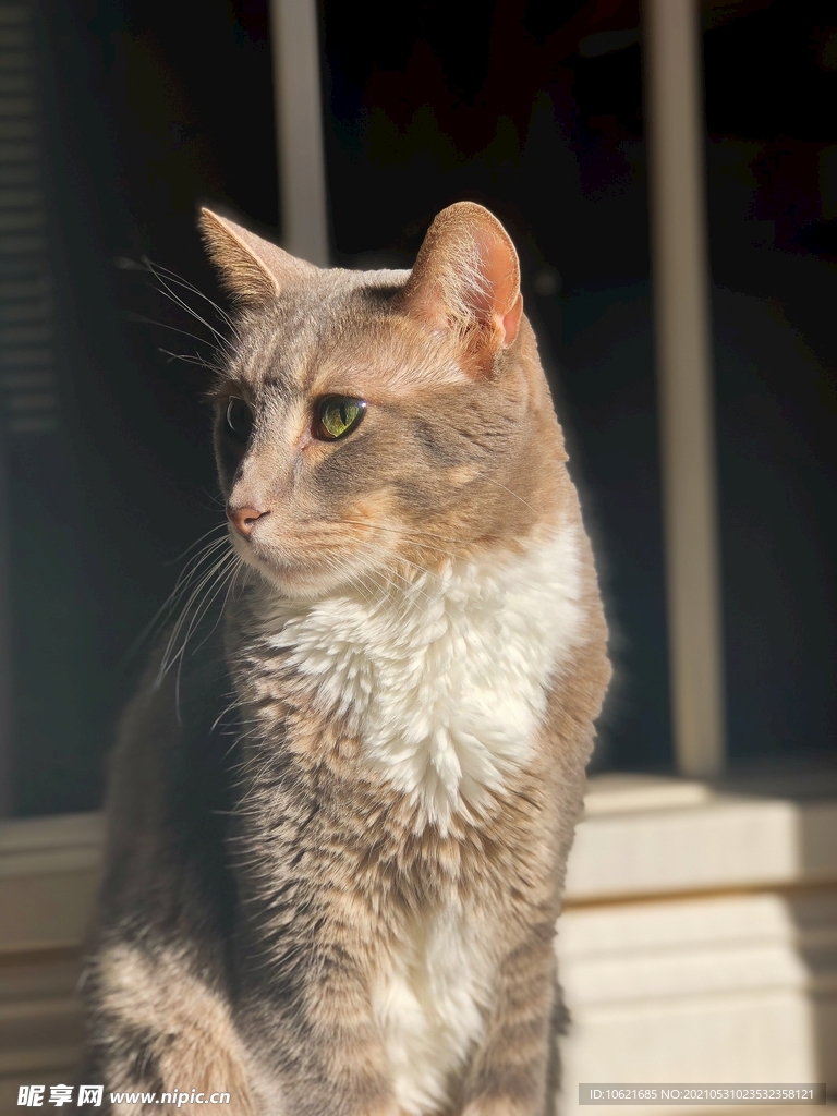 猫              