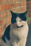 猫              