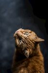 猫              
