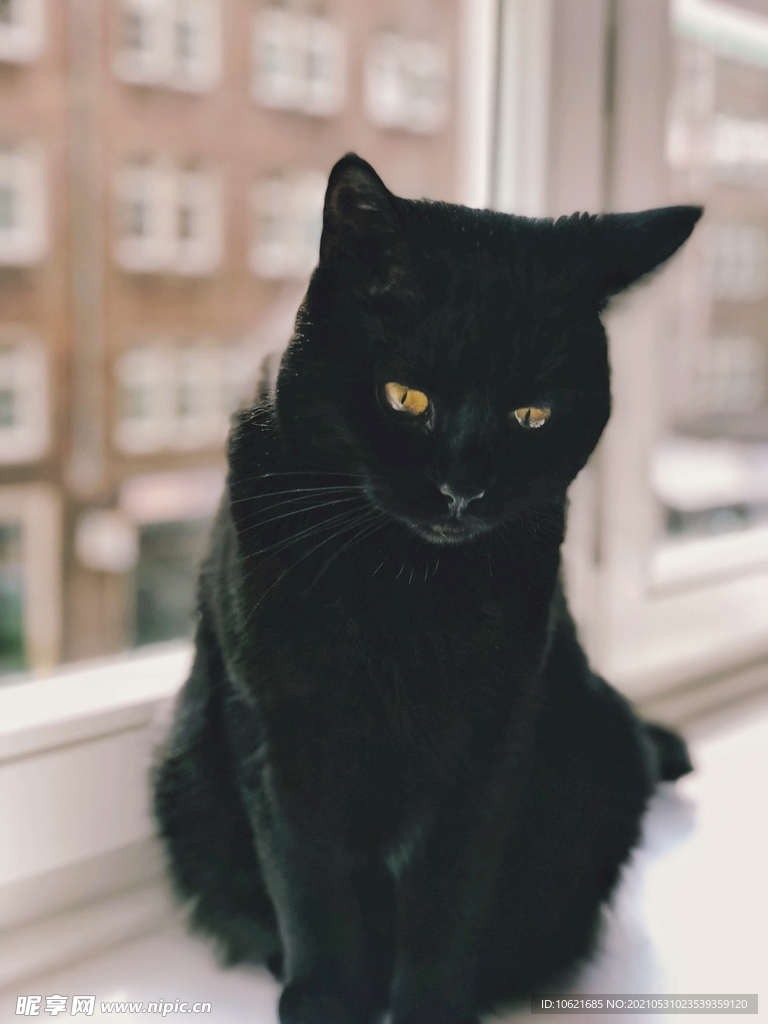 猫              