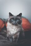猫              