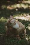 猫              