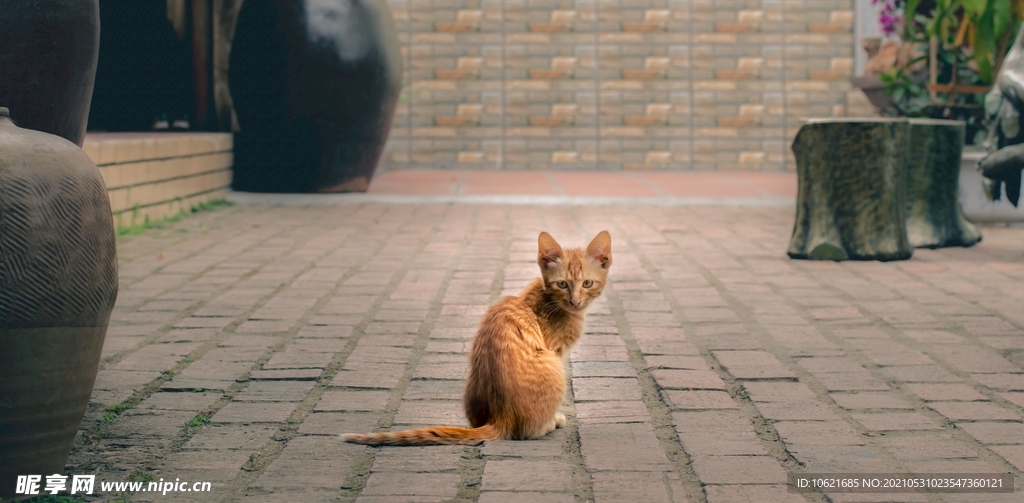 猫              