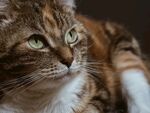 猫              