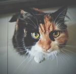 猫              