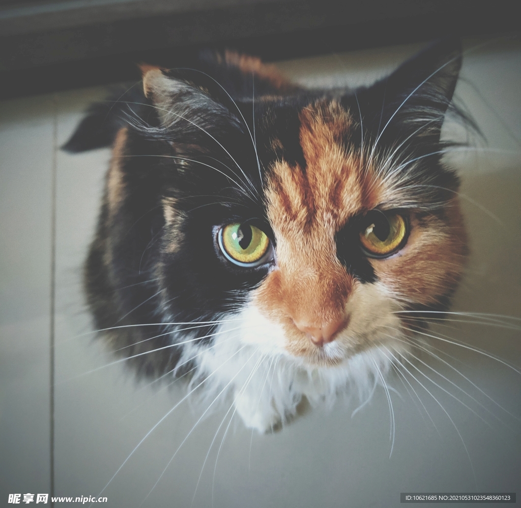 猫              