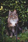 猫              