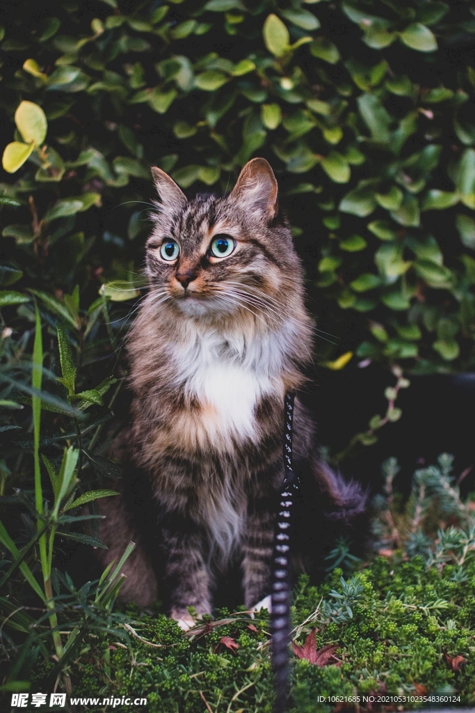 猫              