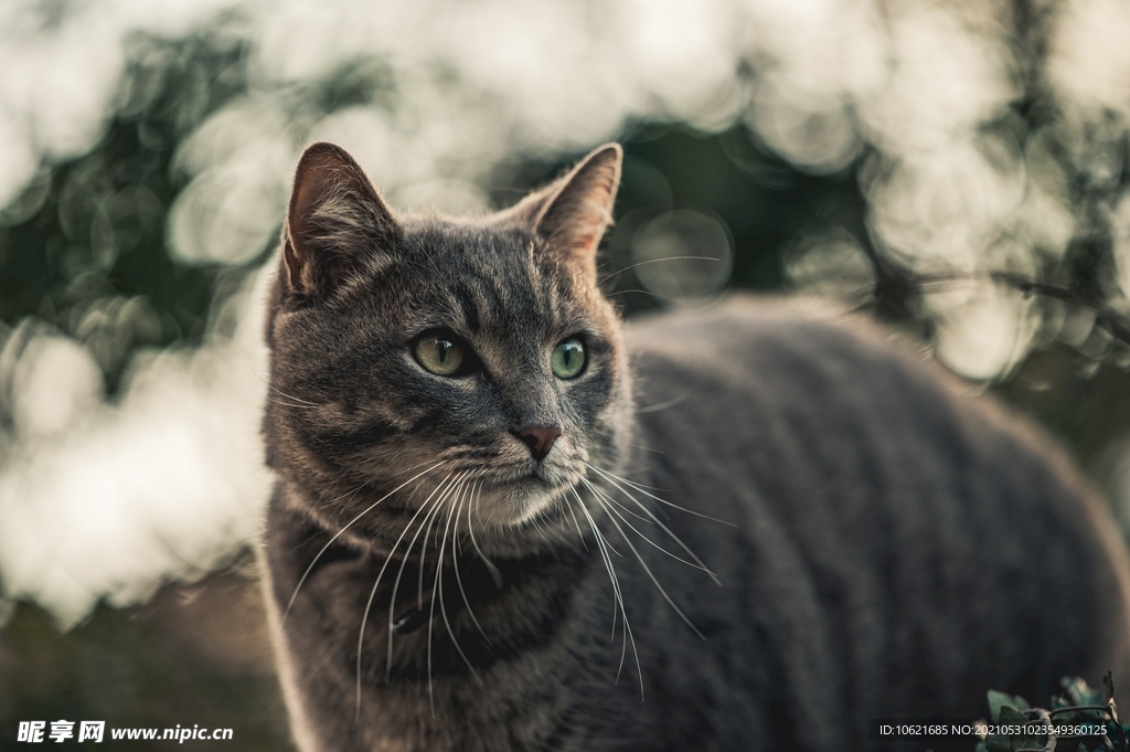 猫              