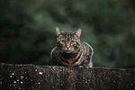 猫              