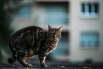 猫              